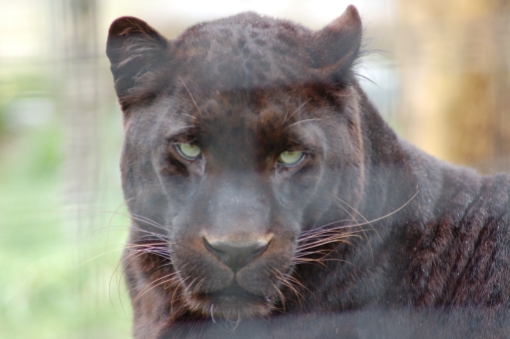 Panther (Just a black leopard, really)